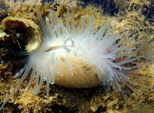 Limaria tuberculata (Olivi, 1792)