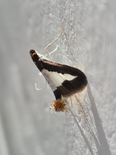 Cucumber Moth