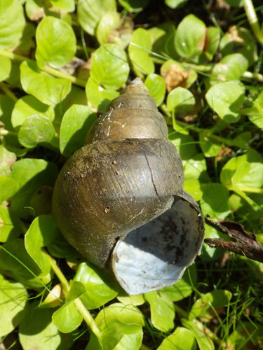 Japanese Mystery Snail