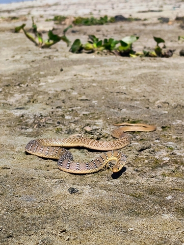 Banded Racer