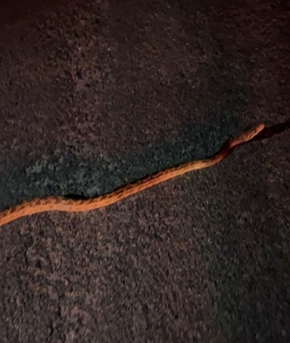 Australian Scrub Python sighting