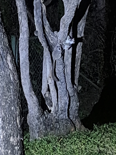 Southern Lesser Galago