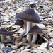Pluteus roseipes - Photo (c) Claudia Birke, all rights reserved, uploaded by Claudia Birke