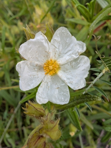 Avistamiento Estepa negra (Cistus monspeliensis)