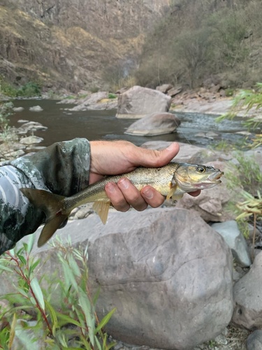 Mexican Roundtail Chub