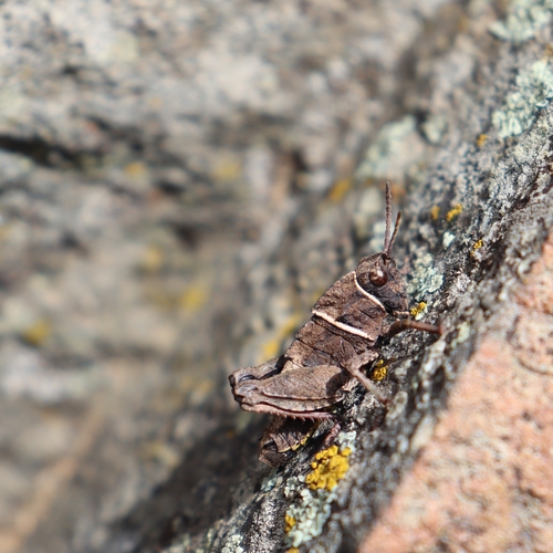 Paranothrotes sulcatus