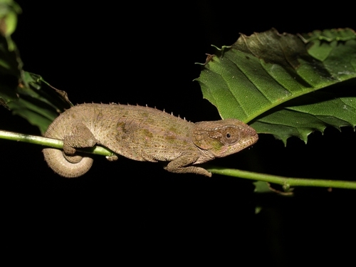Endemic Reptiles of Madagascar · iNaturalist.org