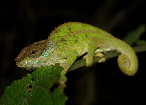 Hillenius' Short-horned Chameleon