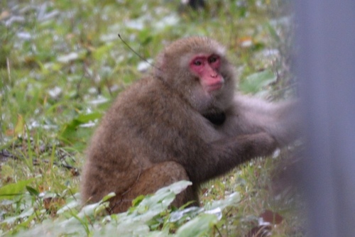 Japanese Macaque (Macaca fuscata) · iNaturalist