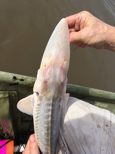 Pallid Sturgeon