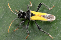Image of Theraneis pulchra