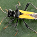 Theraneis pulchra - Photo (c) gernotkunz, kaikki oikeudet pidätetään, lähettänyt gernotkunz