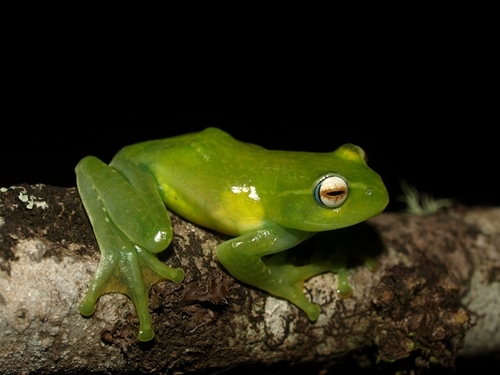 Boophis ankaratra