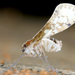 Noabennarella costaricensis - Photo (c) gernotkunz, όλα τα δικαιώματα διατηρούνται, uploaded by gernotkunz