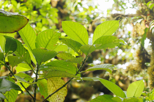 Psychotria cocosensis