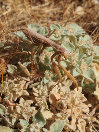 iNaturalist observation photo of European Mantis