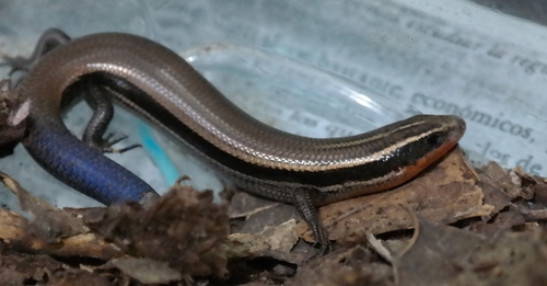 Oak Forest Skink