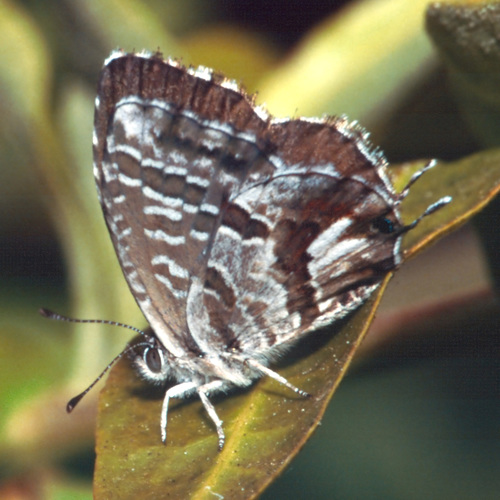 Common Geranium-bronze