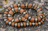 Western Milksnake - Photo (c) Caden Myers, all rights reserved, uploaded by Caden Myers