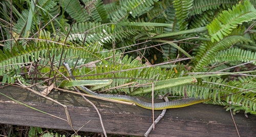 Common Tree Snake sighting