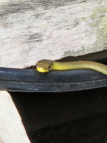 Common Tree Snake sighting