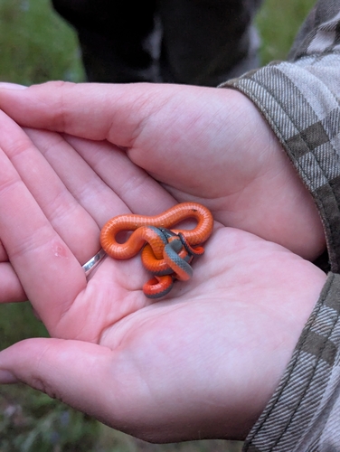 iNaturalist observation photo of Ring-necked Snake