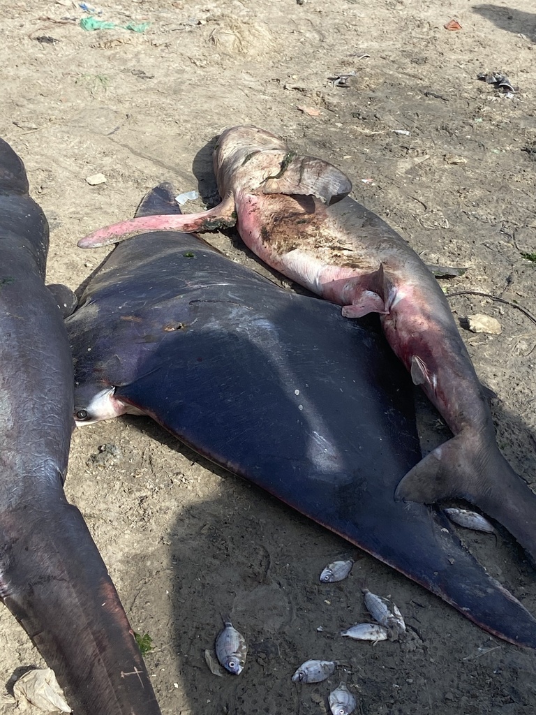 Spinetail Devil Ray in February 2020 by Colin Robinson. This ...
