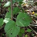 Viburnum bracteatum - Photo (c) Eric Hunt, todos os direitos reservados, uploaded by Eric Hunt