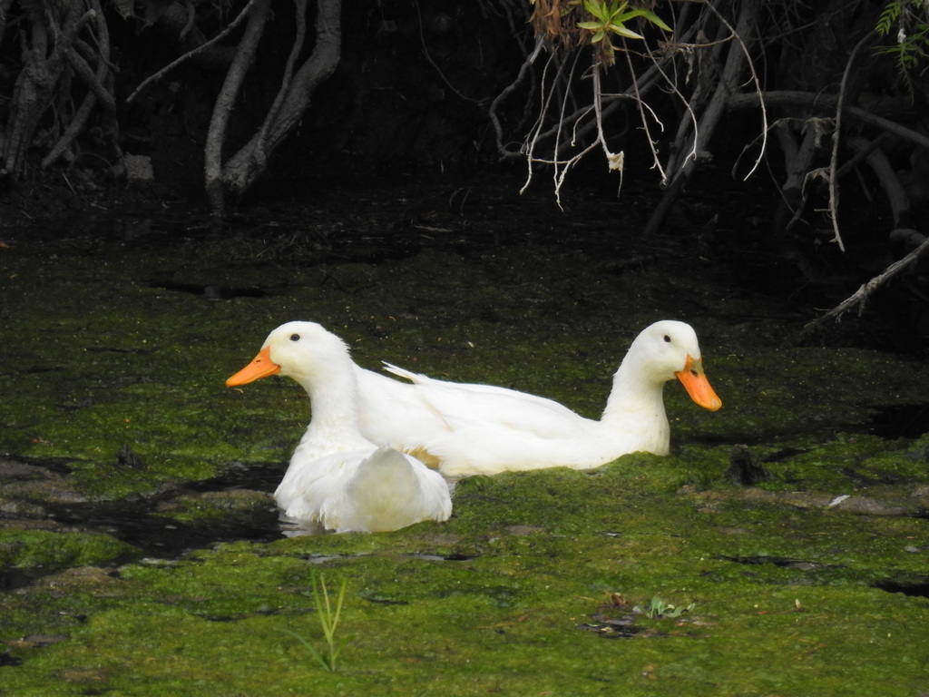 Anas platyrhynchos domesticus
