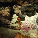 Observation photo