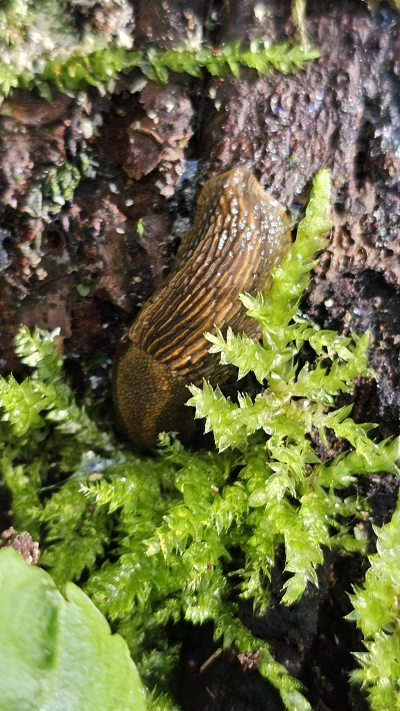 Arion vulgaris