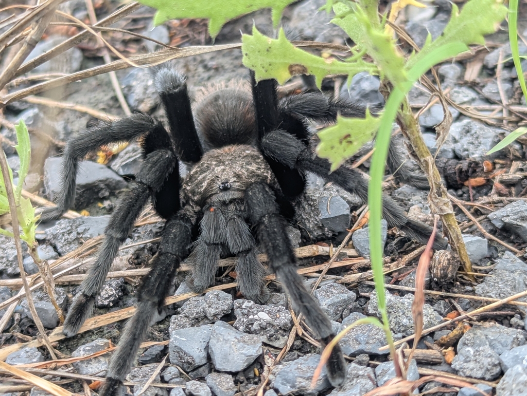 Texas Tan Texas Tan Tarantula from Heroica Matamoros, Tamps., México on May 5 ...