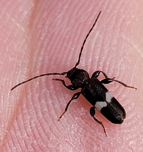 Phymatodes fasciatus