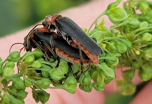 Rustic Sailor Beetle