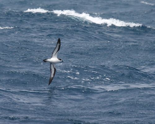 Hawaiian Petrel