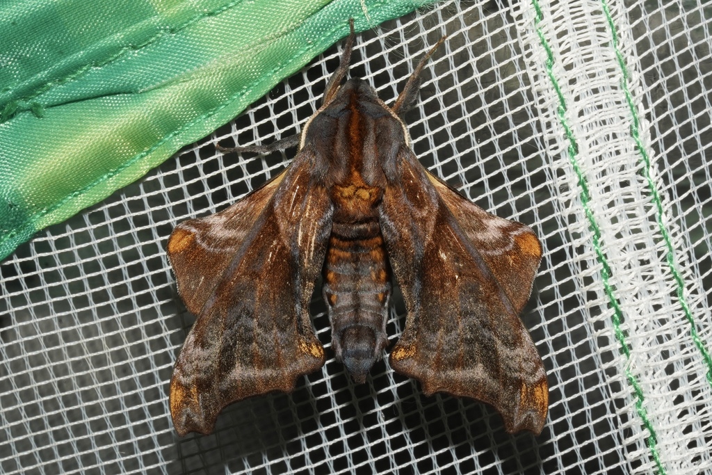 Small-eyed Sphinx in May 2025 by Kyle Klotz · iNaturalist