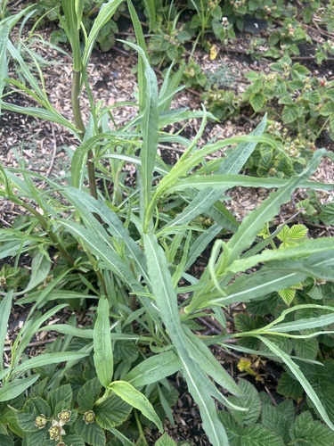 iNaturalist observation photo of Plants