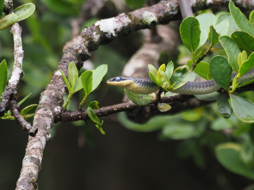 Common Tree Snake sighting