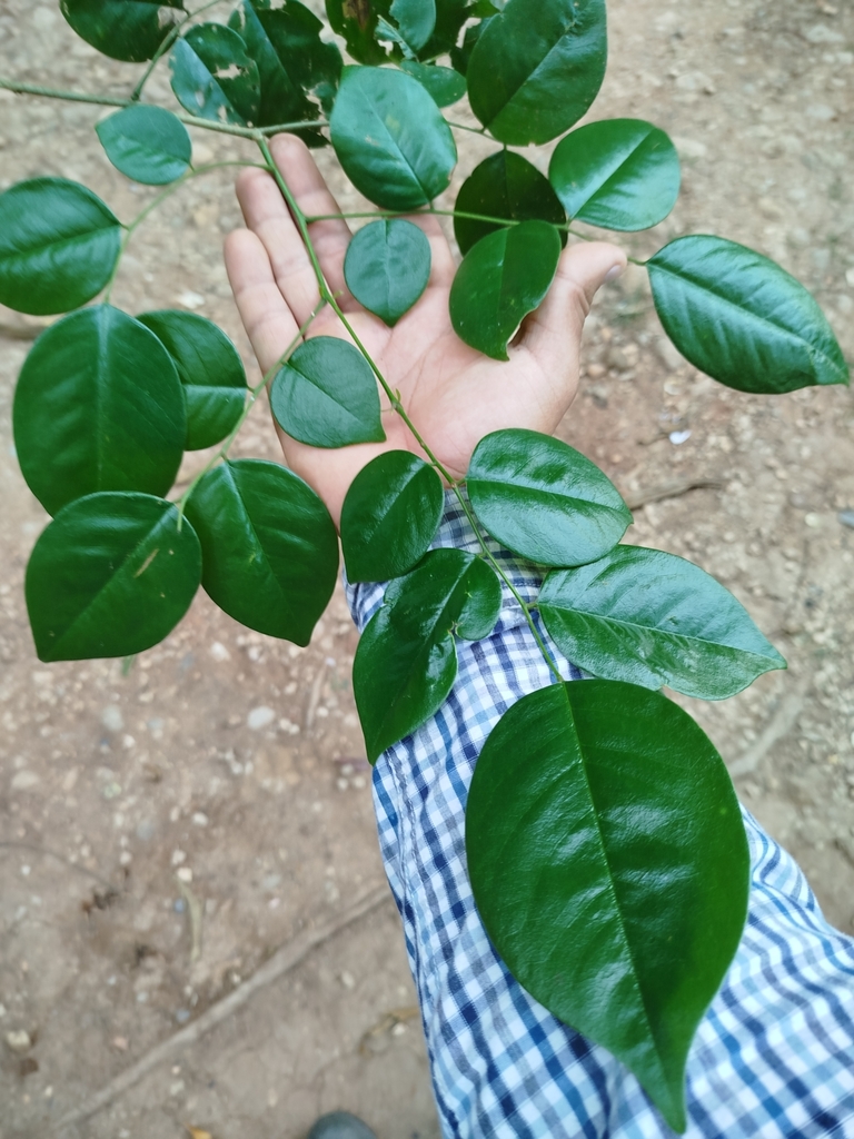 Dalbergia stevensonii (Honduras Rosewood)