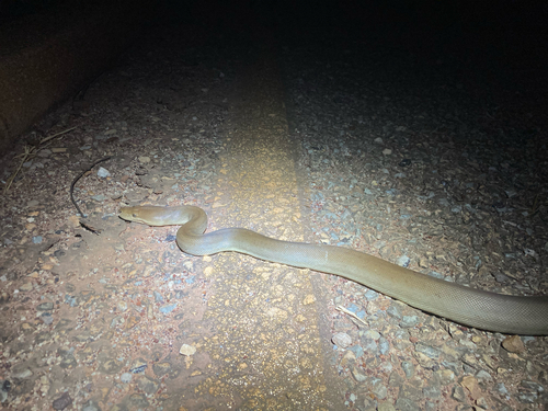 Olive Python sighting