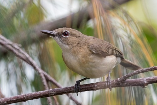 Large-billed Gerygone