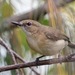 Large-billed Gerygone - Photo (c) andrew_mc, all rights reserved