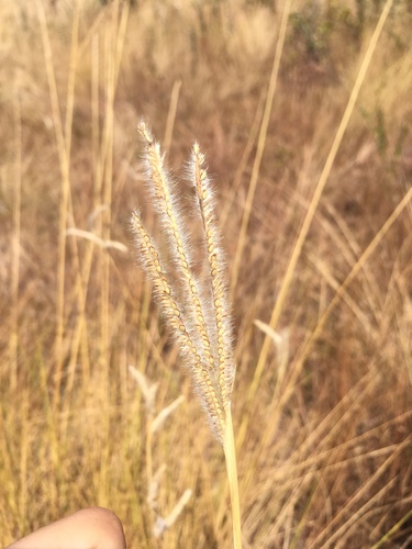 Paspalum polyphyllum