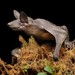 Hairless Bat - Photo (c) Chien Lee, all rights reserved, uploaded by Chien Lee