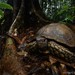 Asian Forest Tortoise - Photo (c) Chien Lee, all rights reserved, uploaded by Chien Lee