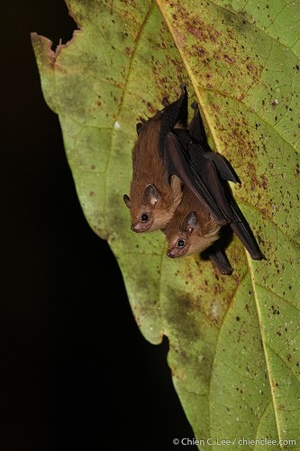Dark Sheath-tailed Bat