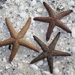 Small-spine Sea Star - Photo (c) Jeff Stauffer, all rights reserved, uploaded by Jeff Stauffer
