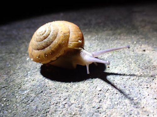 Siamese Common Snail