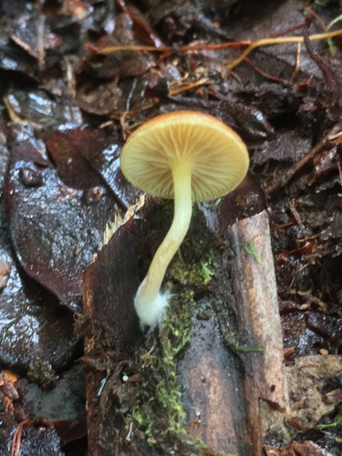 Pholiota peleae