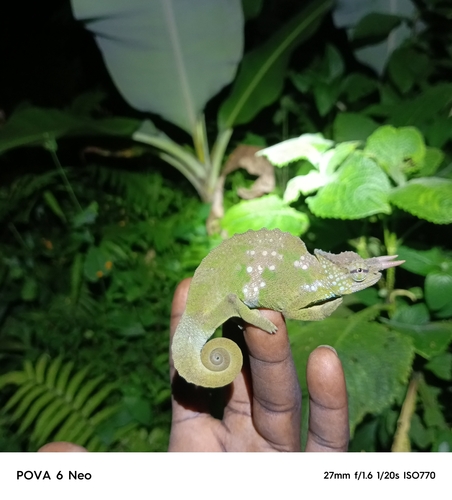Cameroon Sailfin Chameleon